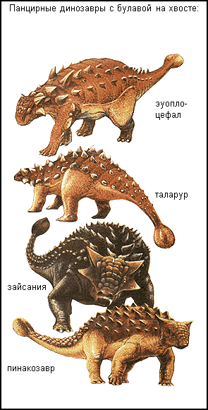Панцирные динозавры с булавой на хвосте