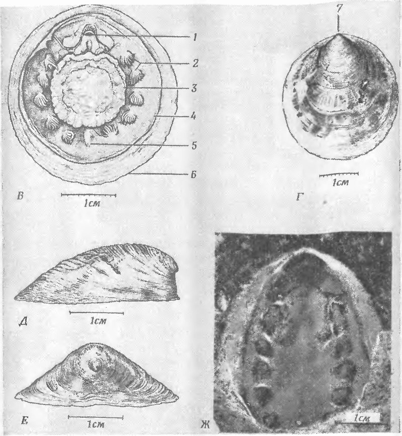 . 147. Monoplacophora [117]. E    Neopilina galatheae Lemche (     ,      ,    ,    ; 1   , 2  , 3   , 4   , 5  , 6   ). .   Pilina unguis;    ,     ,    