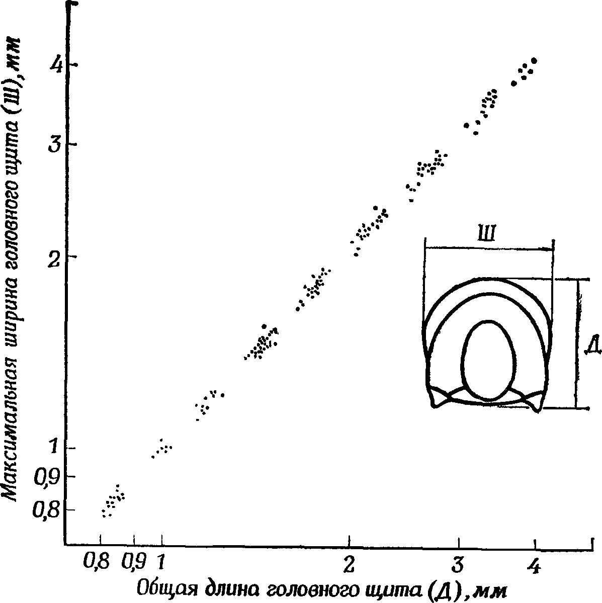 Фиг. 18. Онтогенез головного щита ордовикского трилобита Trinodus, отраженный в увеличении длины и ширины [83]. Неравномерность распределения точек на диаграмме связана с периодическими линьками