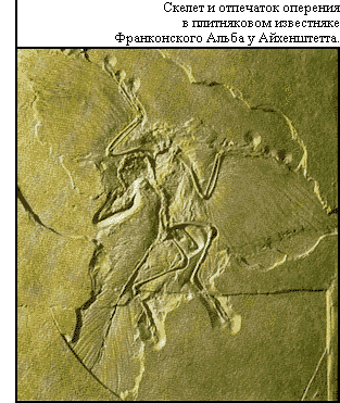 Древняя птица археоптерикс