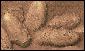 Кладка яиц протоцератопса, найденная в пустыне Гоби
